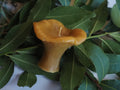 Chanterelle candle