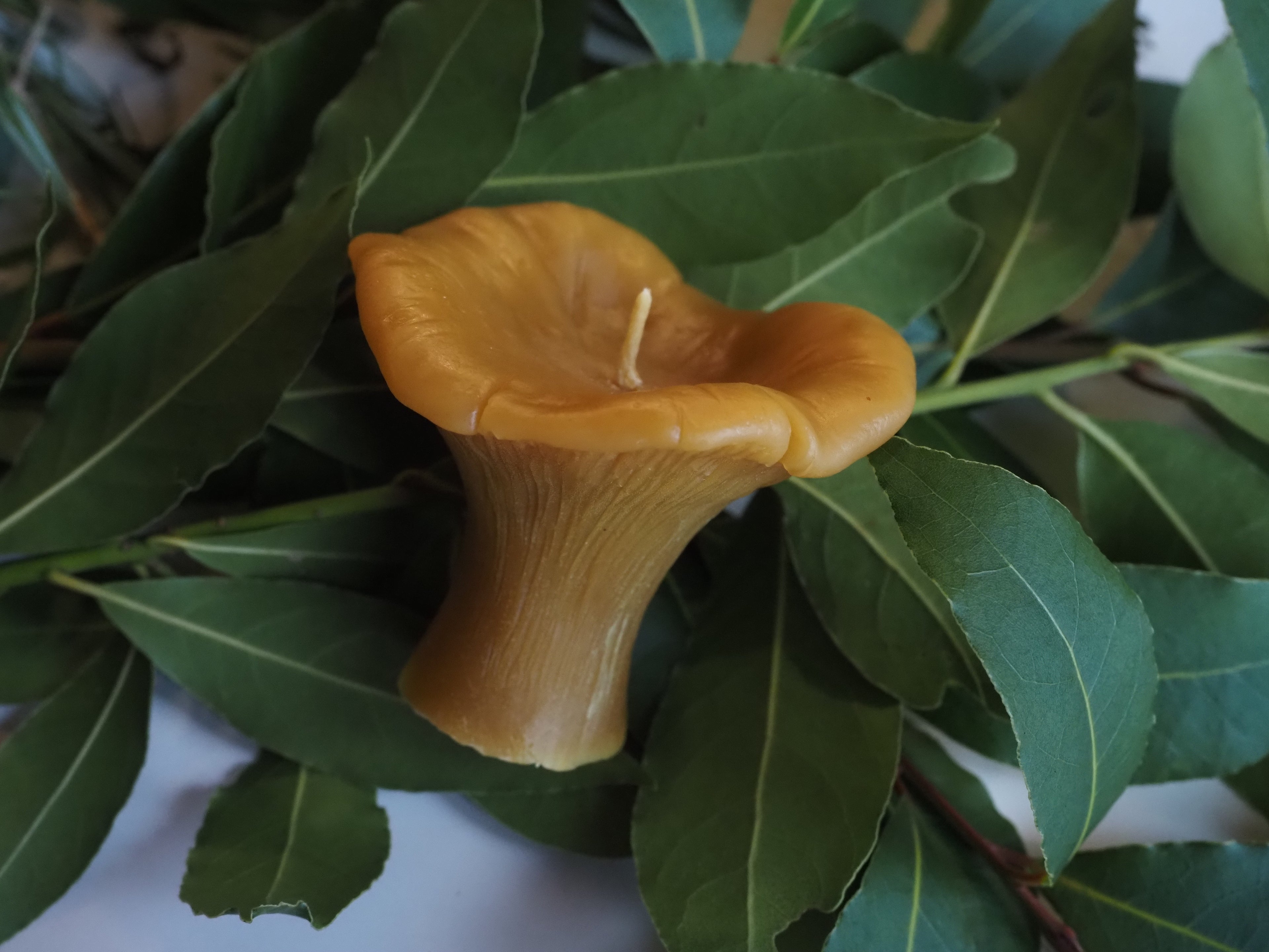 Chanterelle candle
